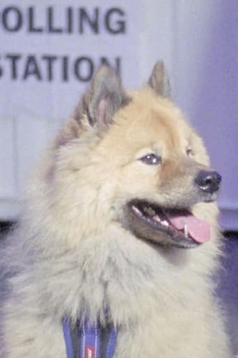 Poster of Dogs at Polling Stations