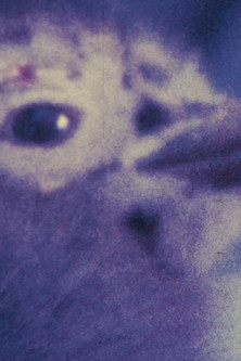 Capricornio 78 Poster of Capricornio 78