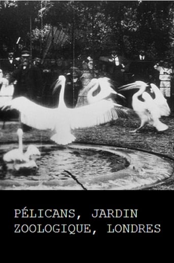 Poster of Pelicans, London Zoological Garden