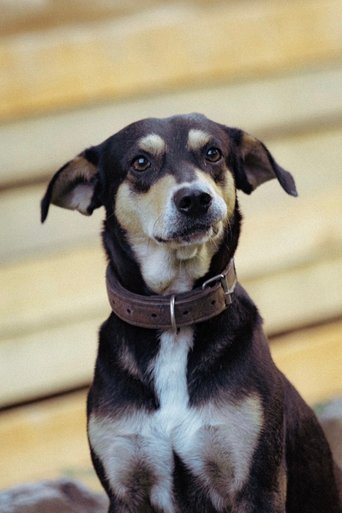 Portrait of nenem
