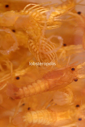 Poster of Lobsteropolis