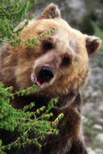 Portrait of Bozo the Bear