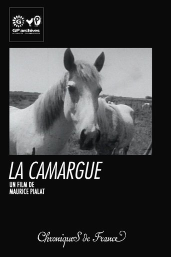 Poster of La Camargue
