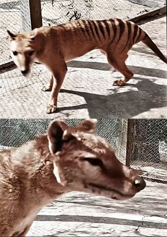 Poster of Tasmanian Tiger in Colour