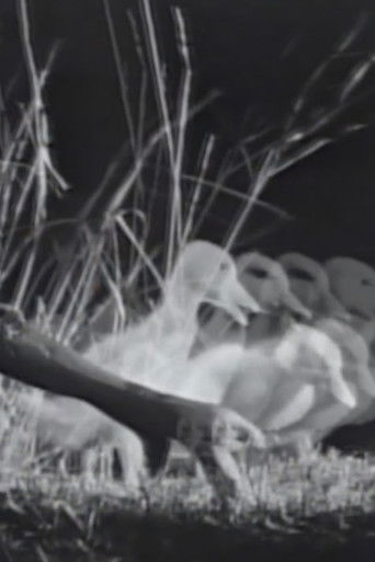 Poster of Night on the Riverbank