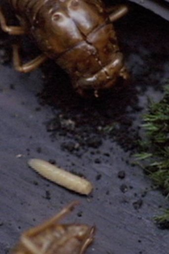 Poster of A Story Constructed of 17 Pieces of Space and 1 Maggot