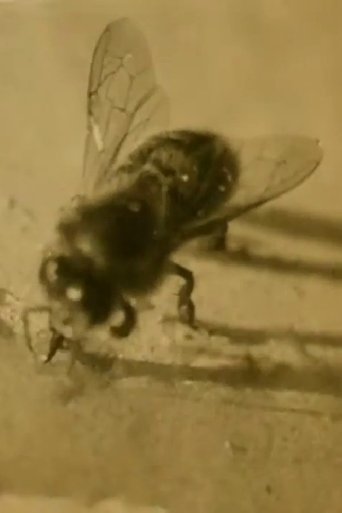 Poster of The Life of the Honey Bee