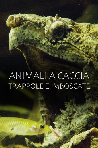 Poster of Animali a caccia: trappole e imboscate