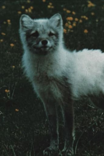 Poster of The Fox Makes a Den in the Scree