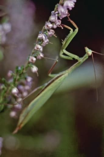 Poster of Praying Mantis