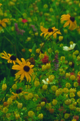 Poster of Mountain Wildflowers