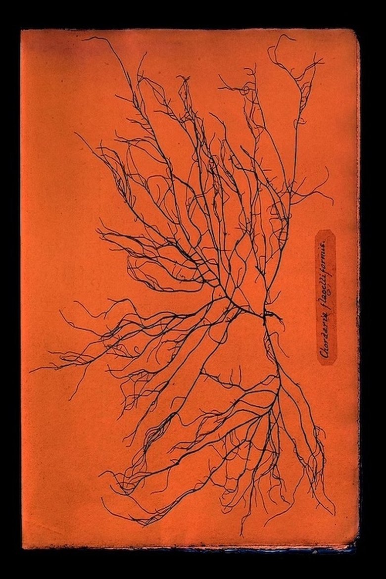 Poster of Ghost Protists