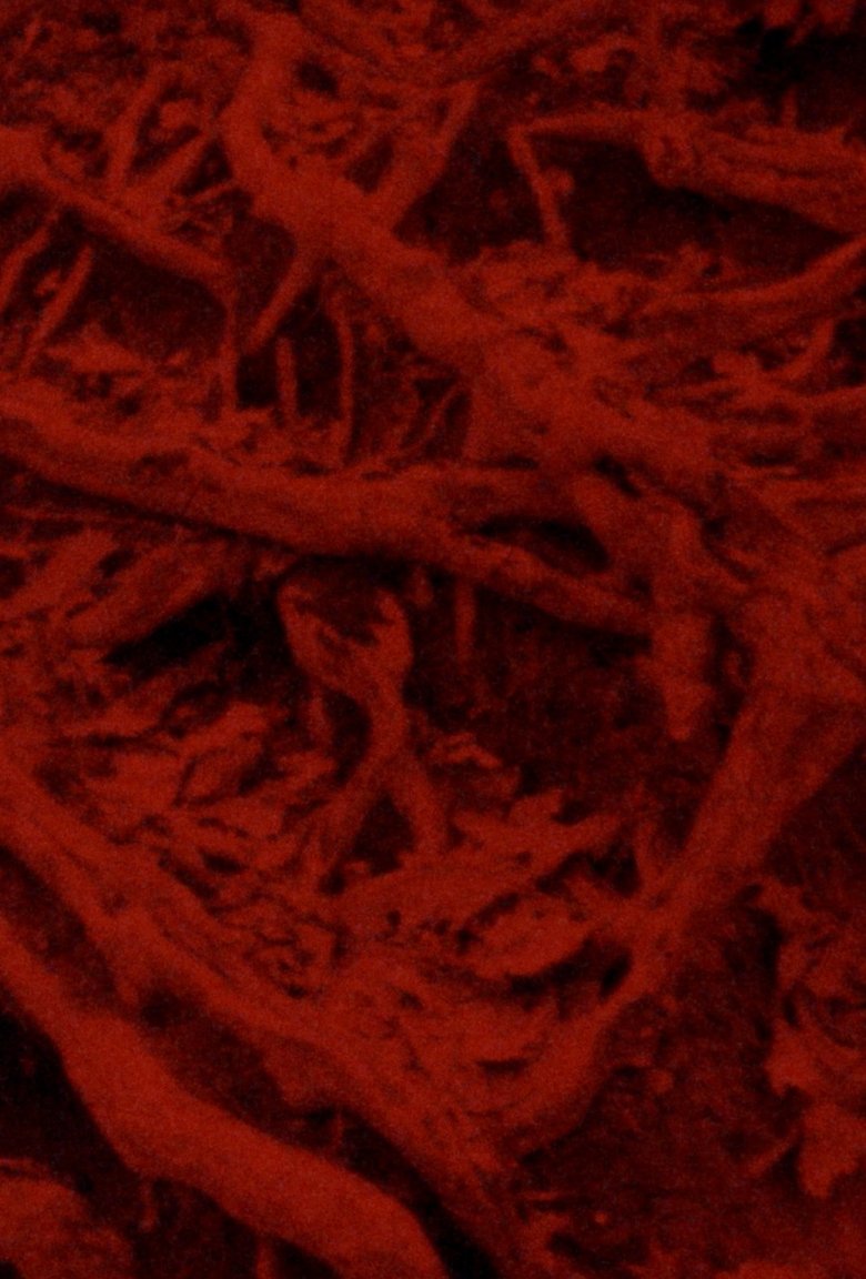 Poster of Language of the Entrails