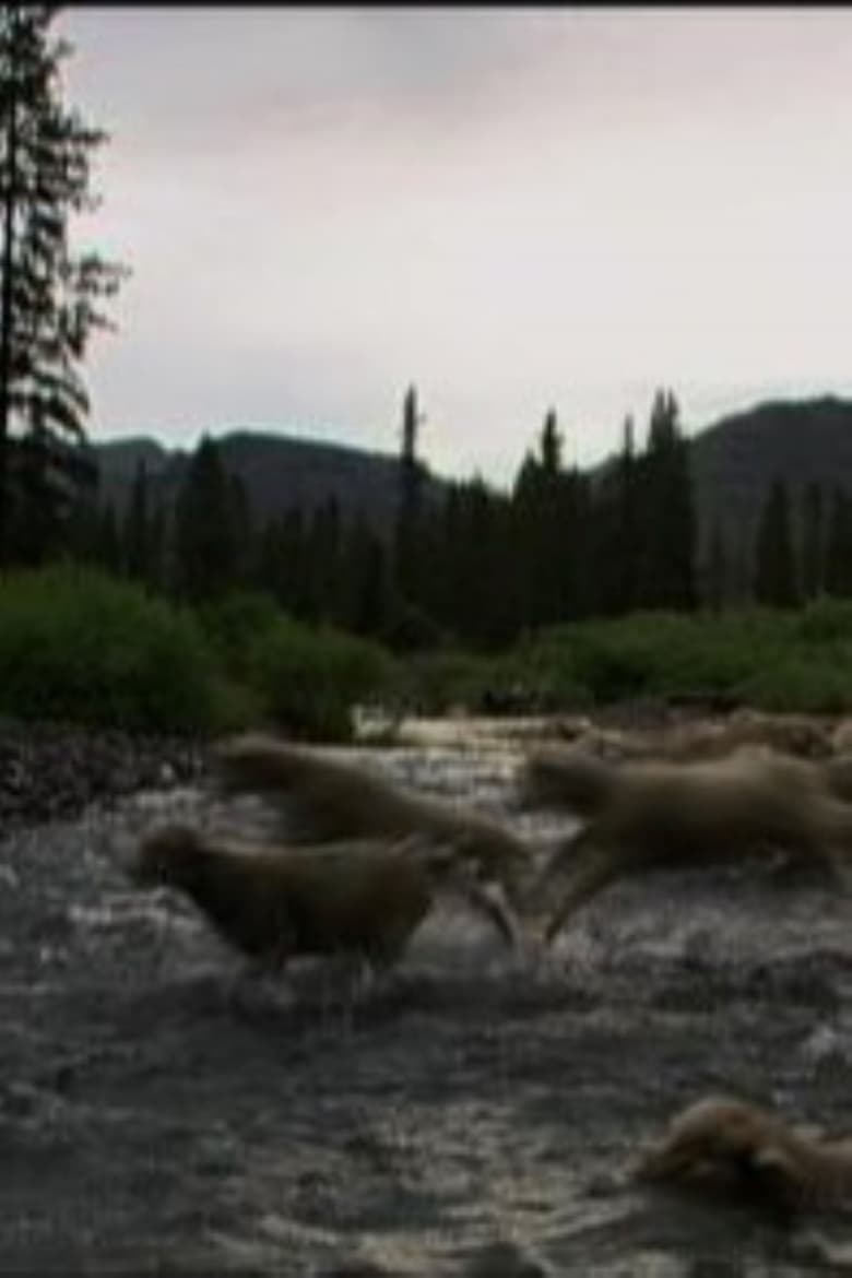 Poster of Hell Roaring Creek