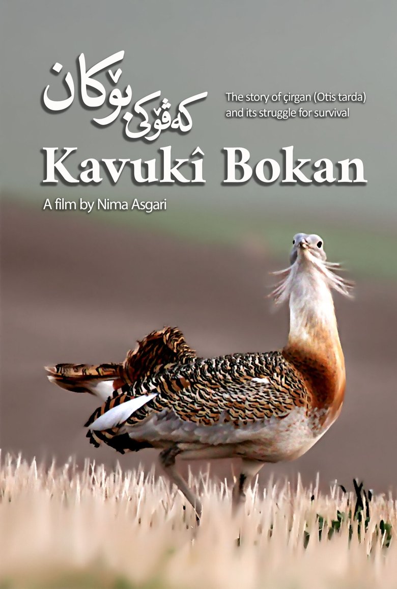 Poster of Kavukî Bokan