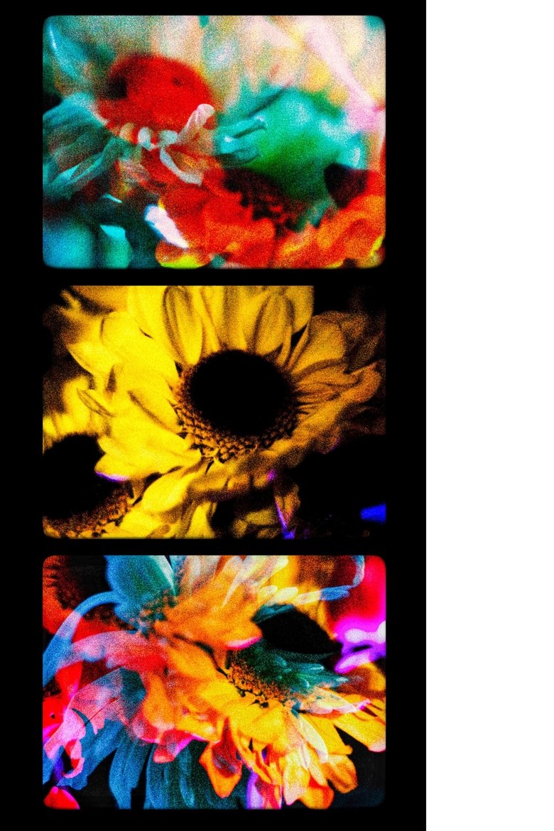 Poster of Flowers (II)