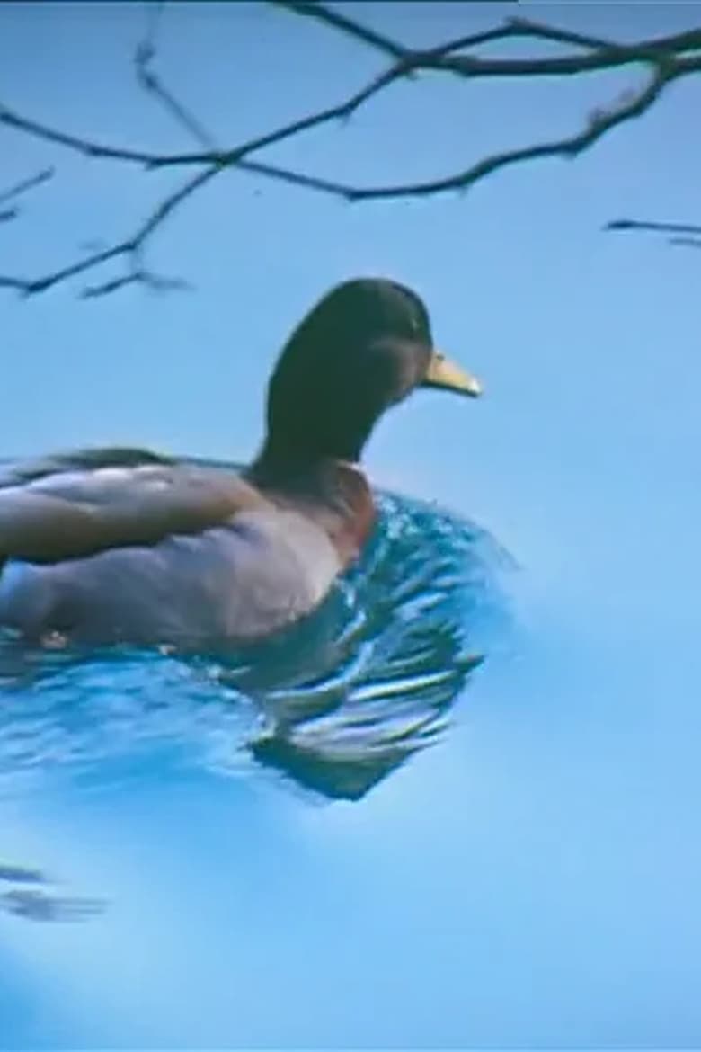 Poster of Canards