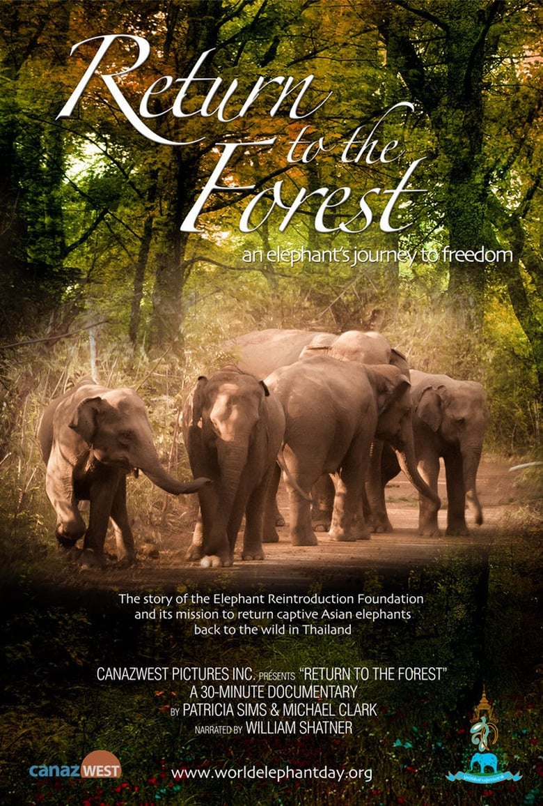 Poster of Return to the Forest