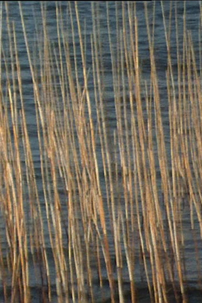 Poster of Bulrushes