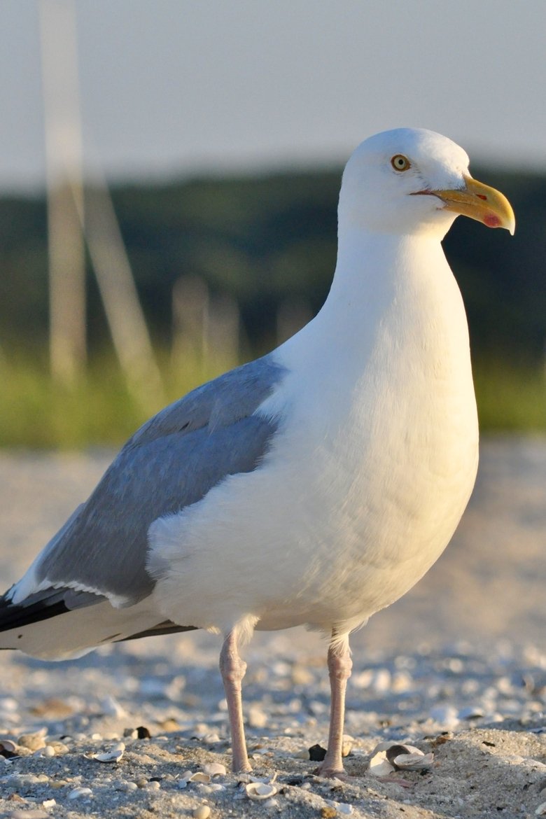 Portrait of seagull