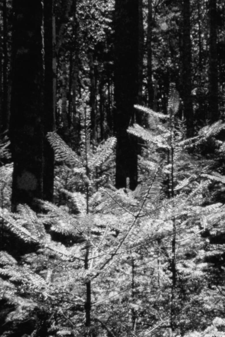 Poster of The Forest and The Sea