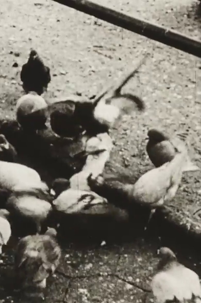 Poster of The Aviary (Short Sound Version)