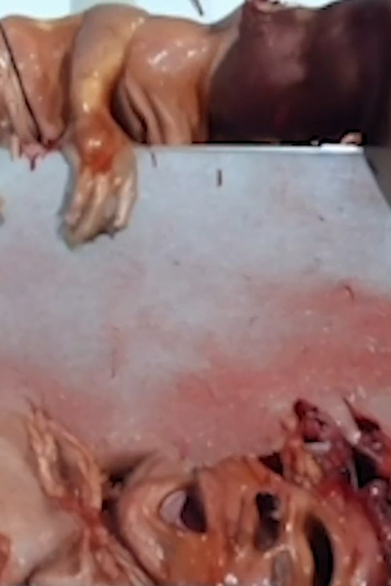 Poster of solaris bled