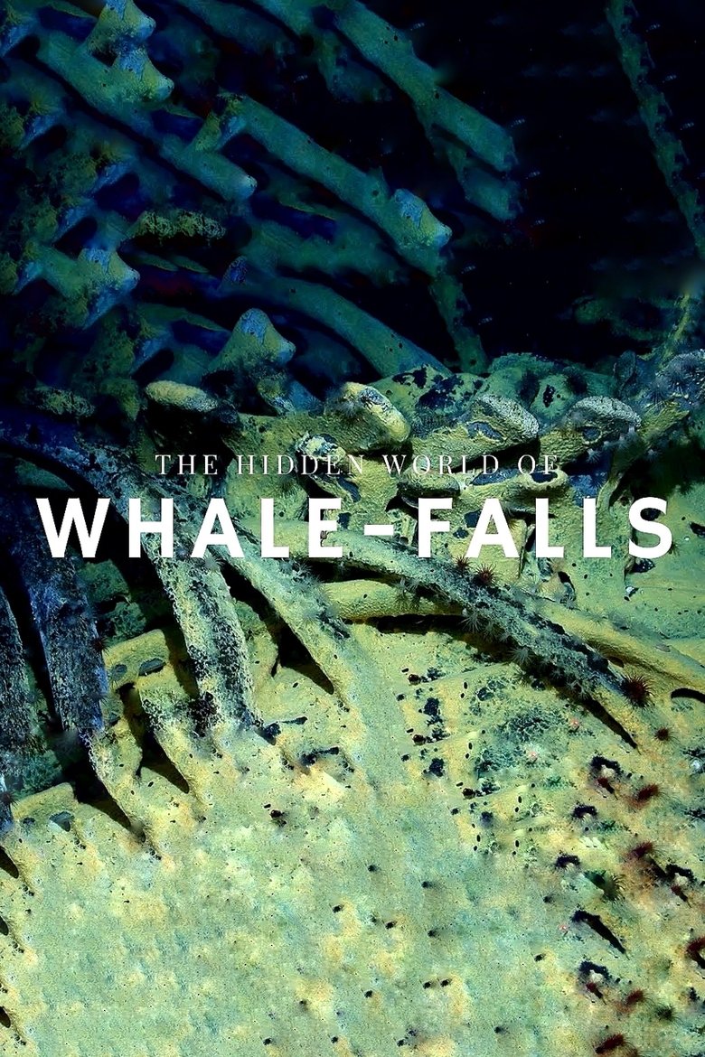 Poster of The Stages of Whale Decomposition