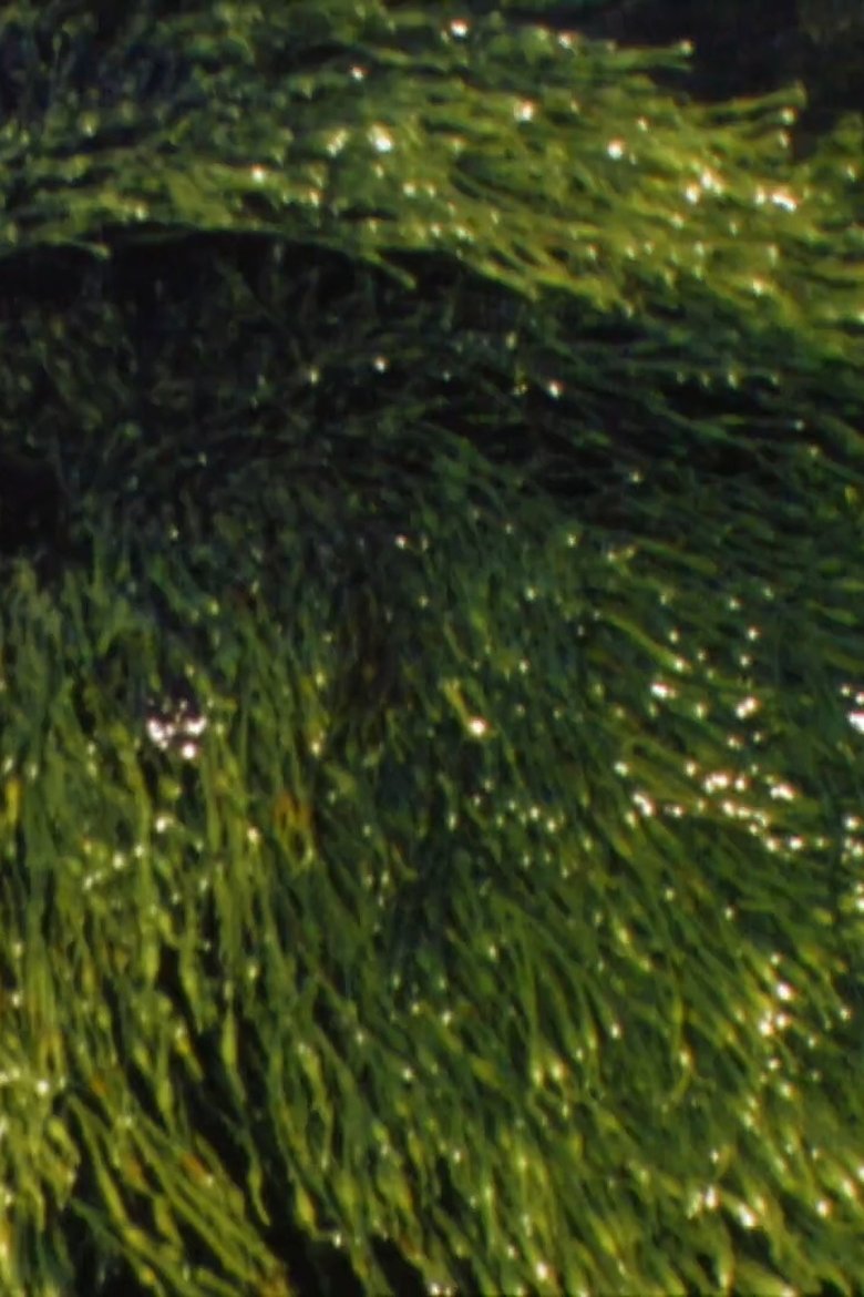 Poster of Playing With Water II + III