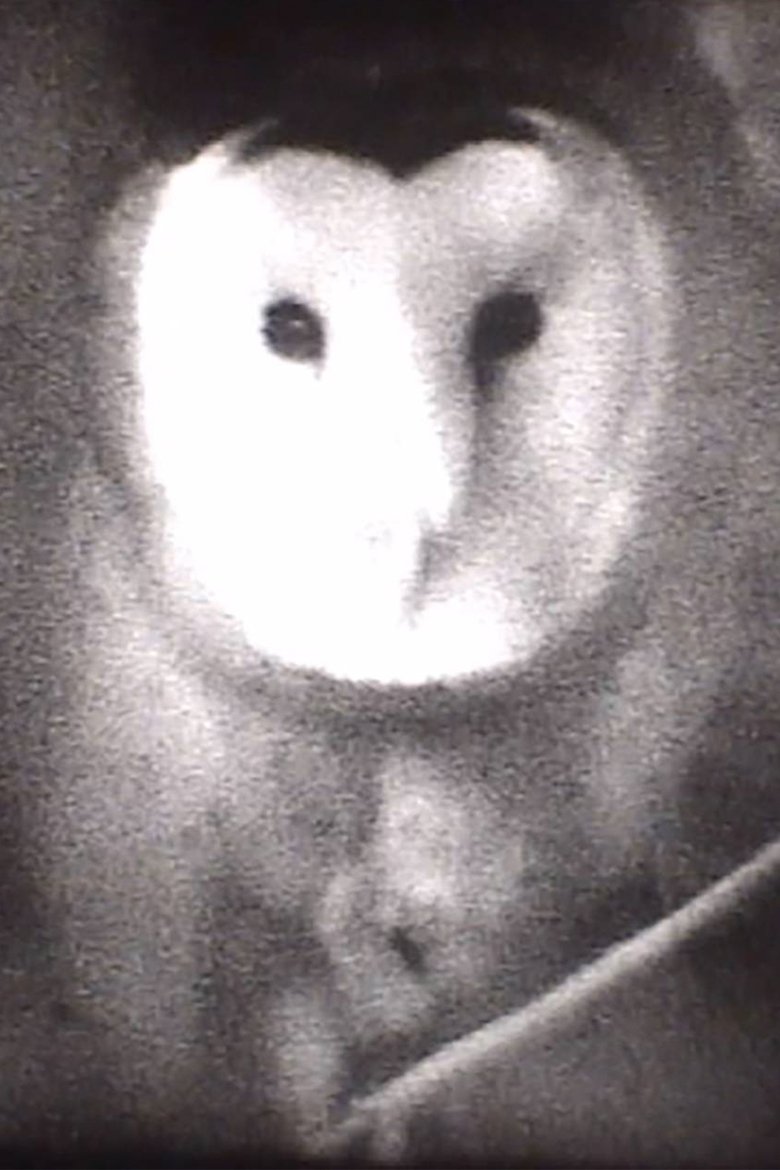 Poster of Owl
