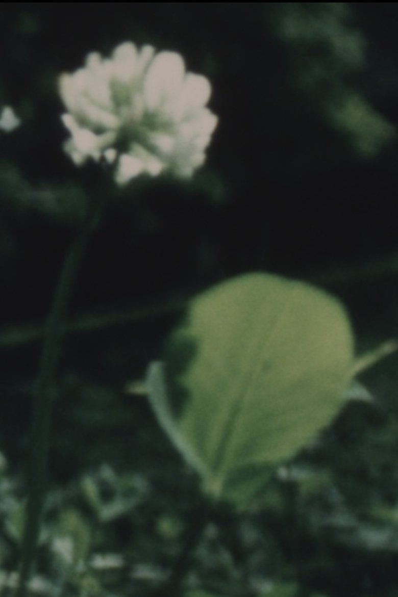 Poster of Wildflower
