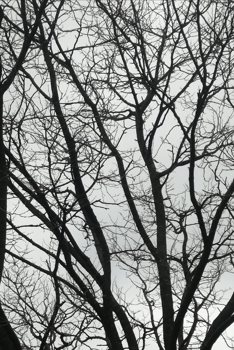 Poster of Tree Limbs