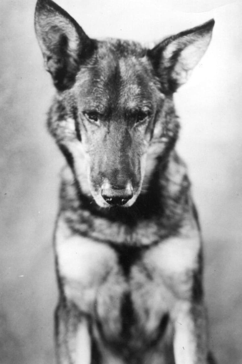 Portrait of Rin-Tin-Tin