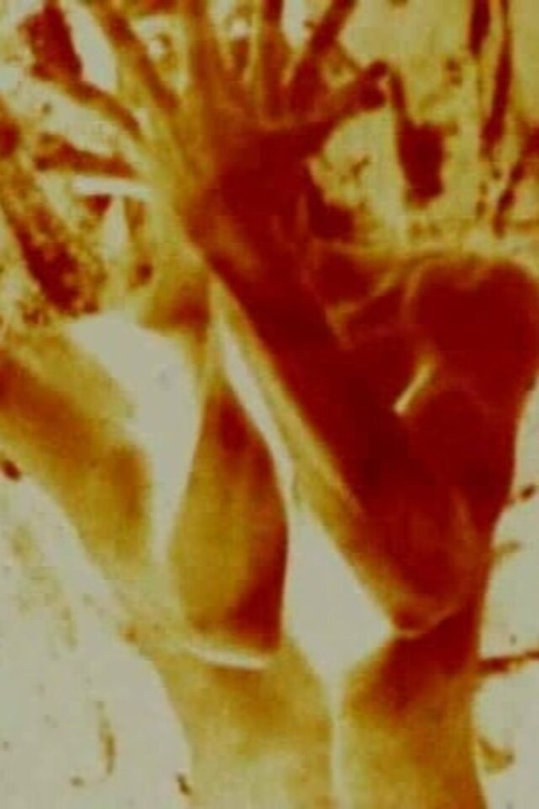 Poster of The Red Thread