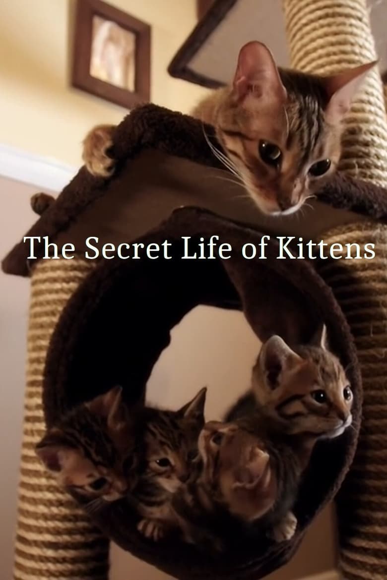 Poster of The Secret Life of Kittens