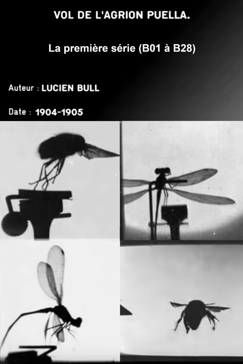 Poster of Series 1 (insect flights)