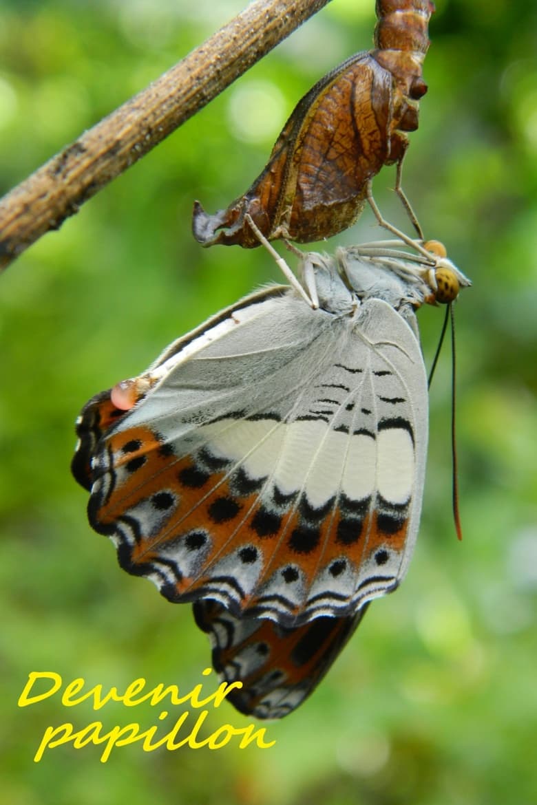 Poster of Devenir papillon