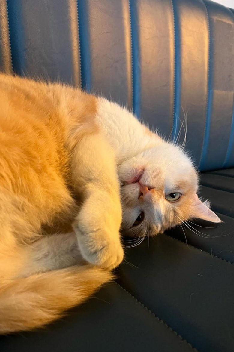Portrait of Osman The Cat