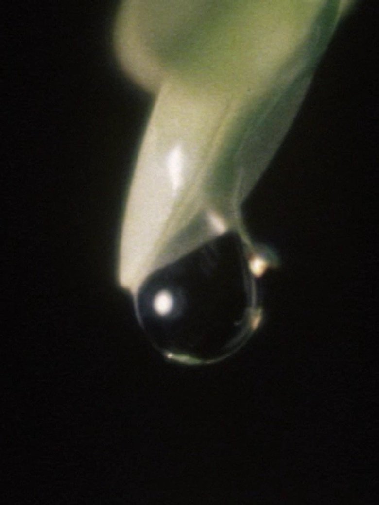 Poster of Raindrop