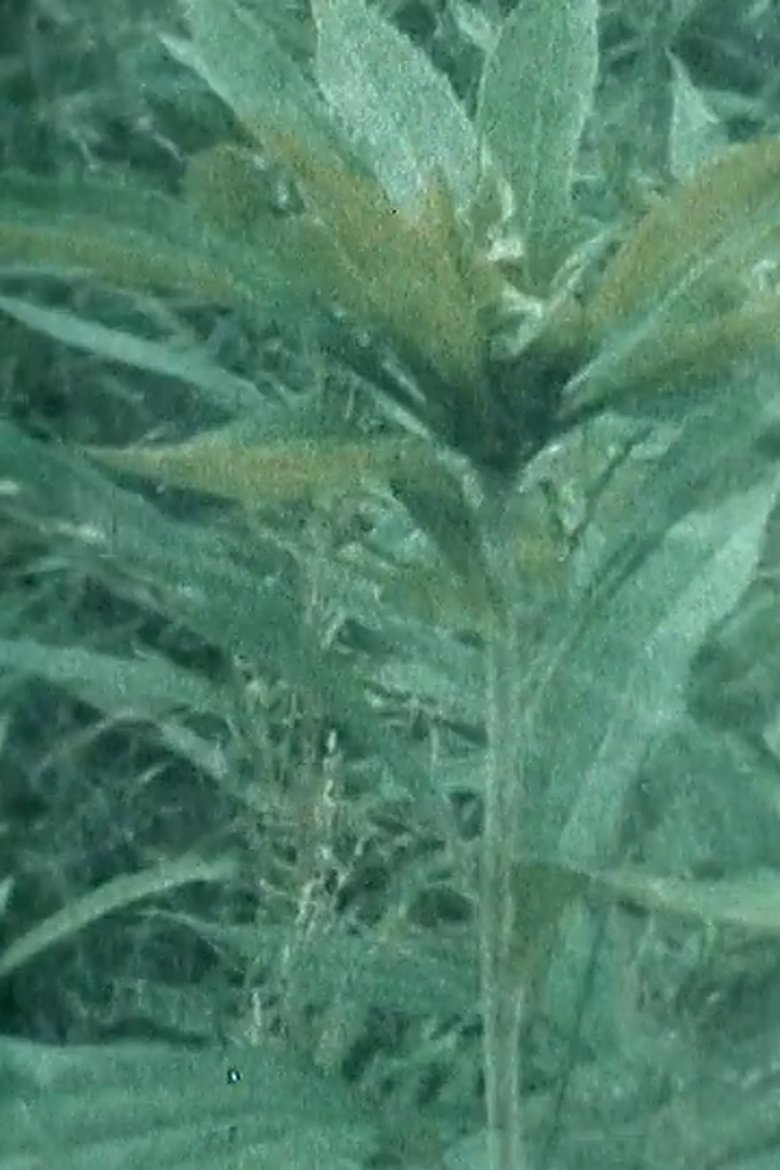 Poster of Doris' Garden