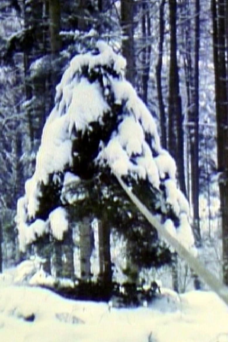 Poster of Pine Tree with Rubber Band