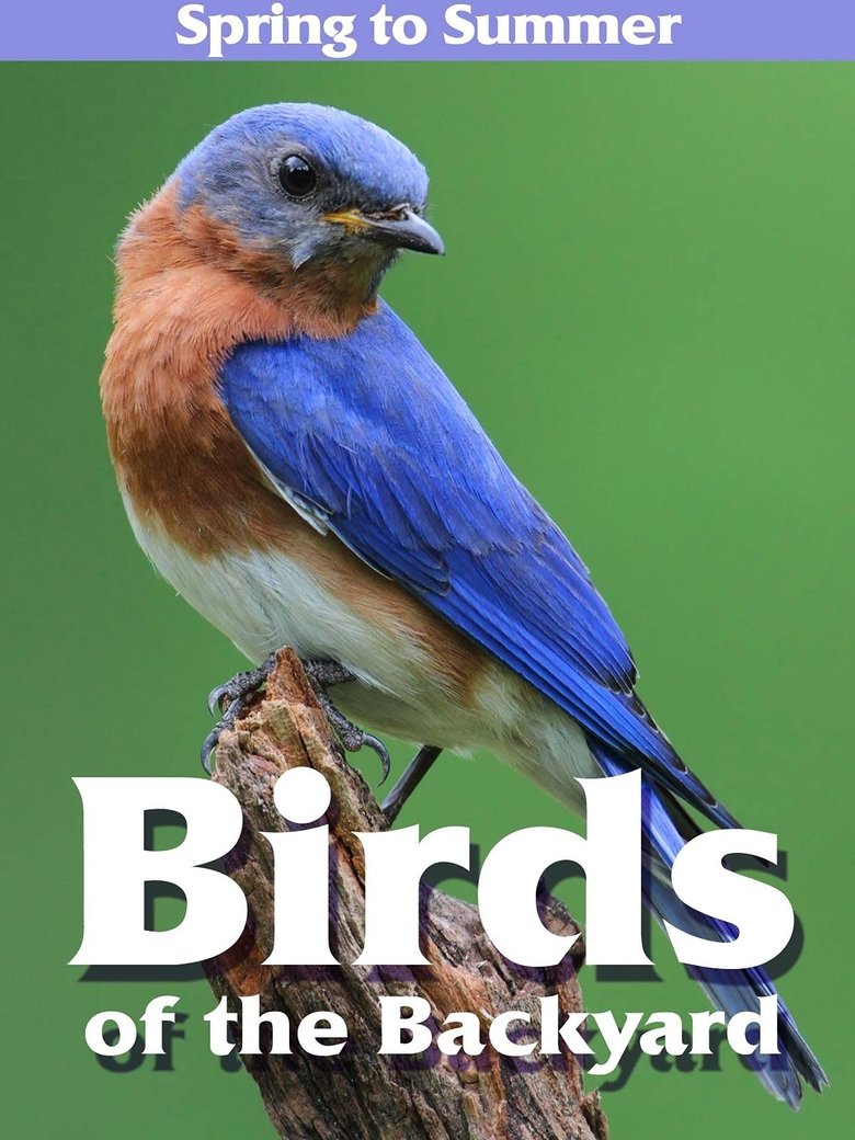 Poster of Birds of the Backyard: Spring in to Summer