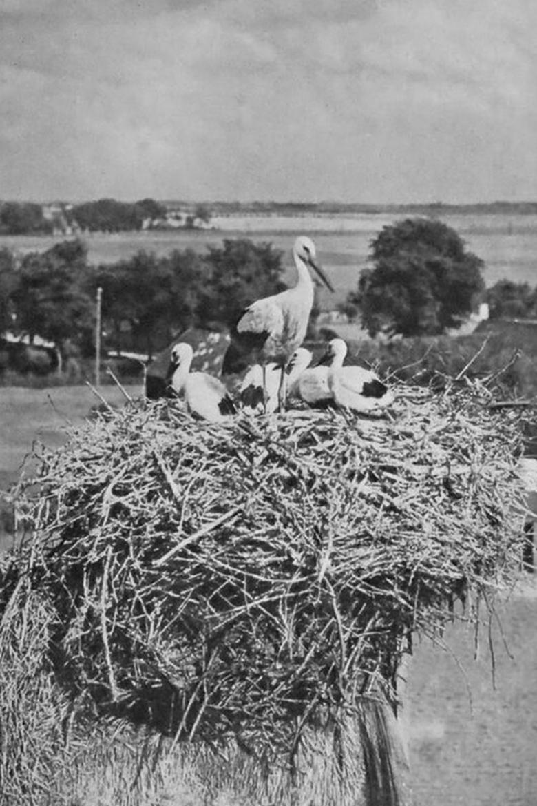 Poster of The Storks
