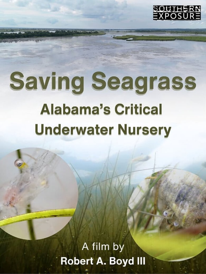 Poster of Saving Seagrass: Alabama's Critical Underwater Nursery