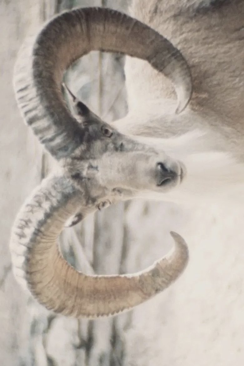 Poster of Paradies der Tiere