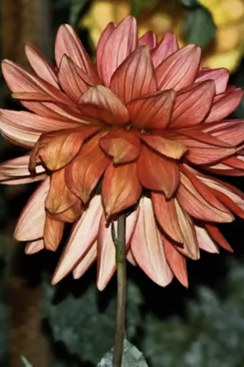 Poster of Dahlia