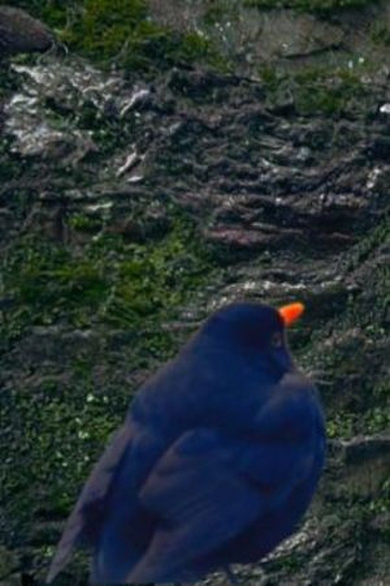 Portrait of Blackbird
