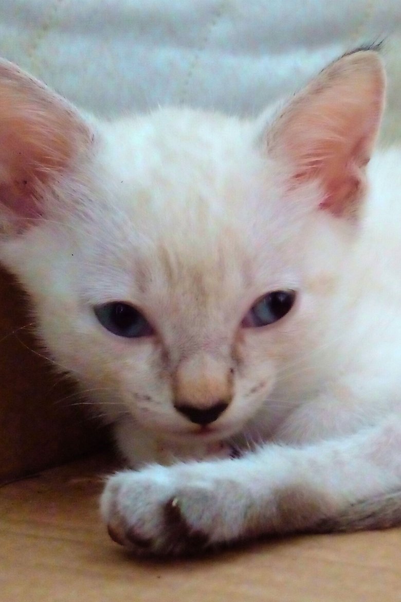 Portrait of Pipoca Jr