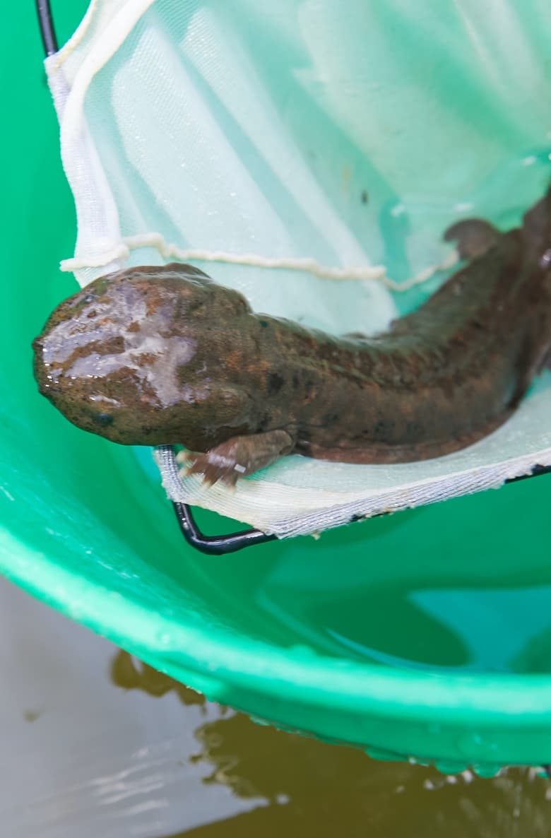 Poster of Hellbender in the Blue