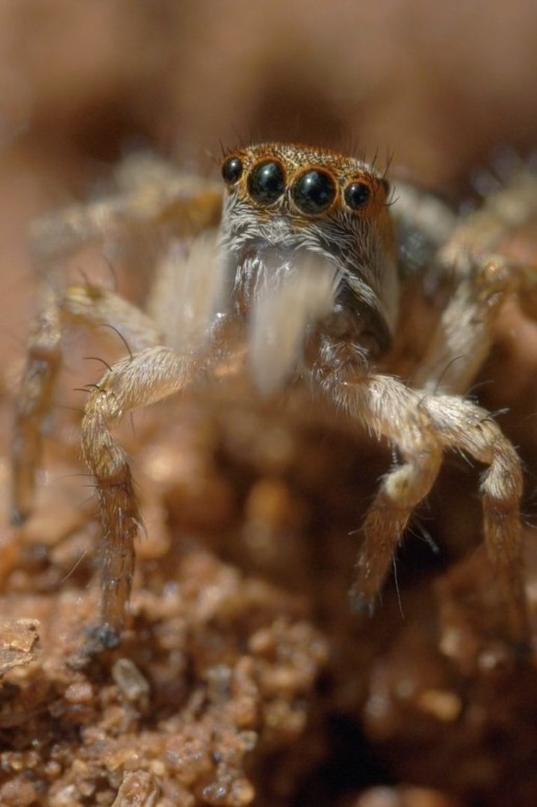 Poster of The World According to Jumping Spiders